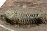 Colorful Austerops Trilobite Fossil - Jorf, Morocco #372418-2